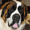   SaintBernard