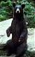   TheJewBear